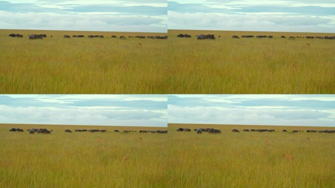 在塞伦盖蒂国家公园的草地上，雌狮偷偷地猎杀水牛