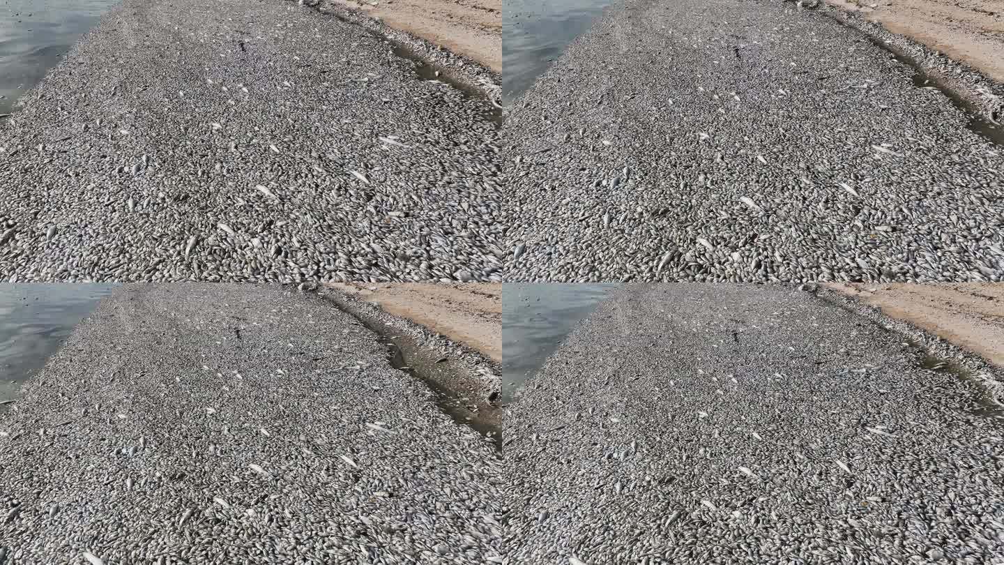 死鱼沿着泰国的海滩排列在海岸线上。