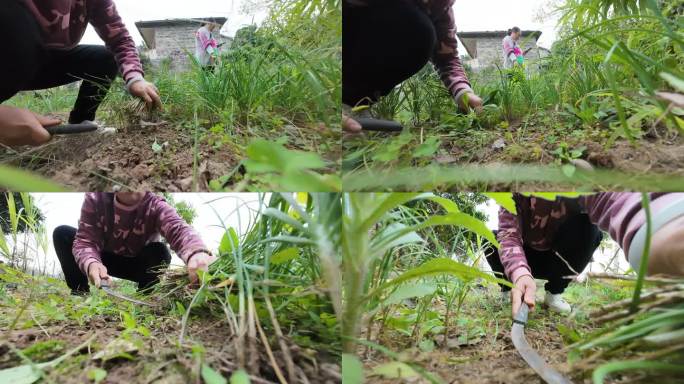 割韭菜拔草除草收菜