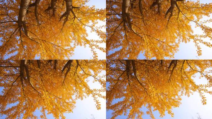 秋天的银杏树叶仰拍银杏树蓝天黄叶唯美银杏