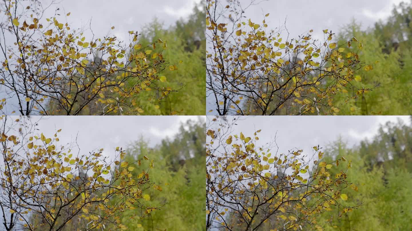风景  植被 秋季 黄叶