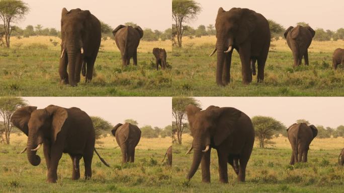 在一次狩猎旅行中，阴茎勃起的公象和一群穿过大草原的大象。