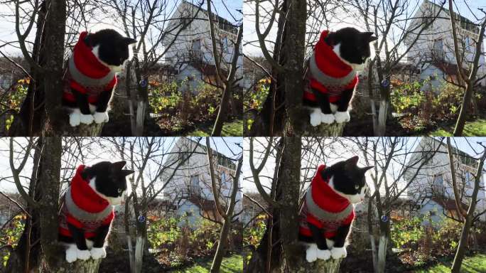 可爱的猫咪穿着暖和的针织毛衣坐在乡下花园的树上