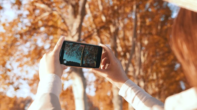 用手机拍摄秋天的树叶
