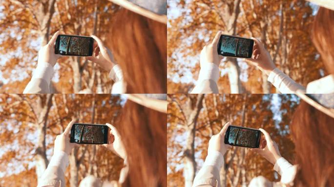 用手机拍摄秋天的树叶