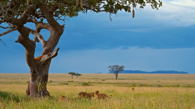狮子在树枝上的慢动作镜头。野生动物在树上对着天空。塞伦盖蒂国家公园有野生动物。