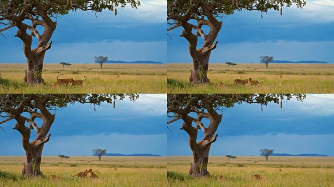 狮子在树枝上的慢动作镜头。野生动物在树上对着天空。塞伦盖蒂国家公园有野生动物。