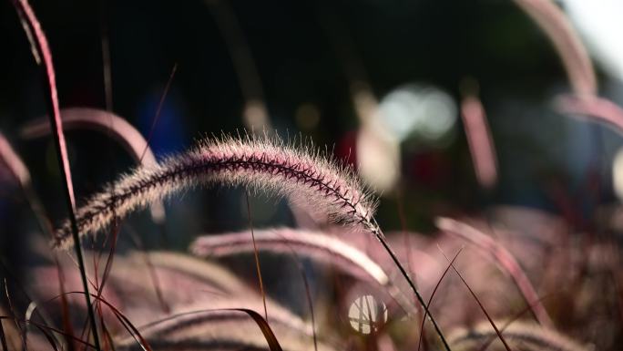 日落夕阳狼尾草