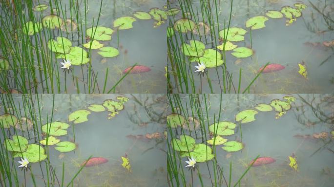 一朵盛开在沼泽里的莲花。
