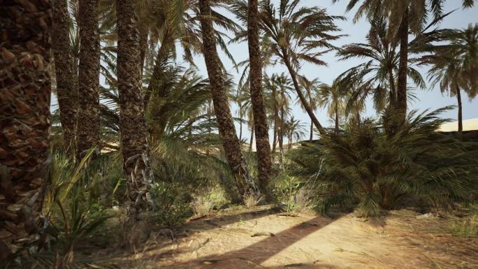 沙漠里的棕榈树