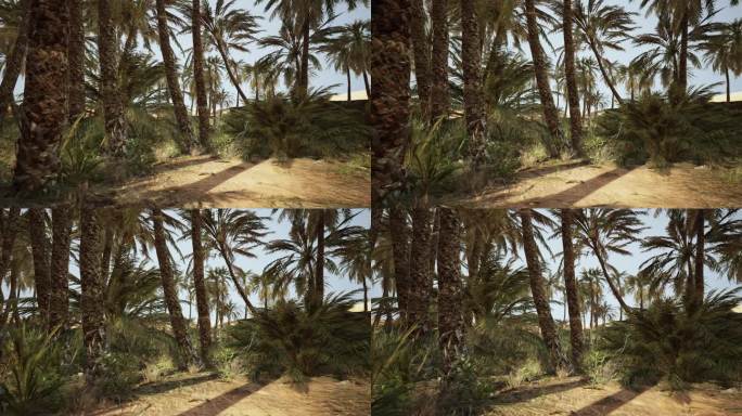 沙漠里的棕榈树