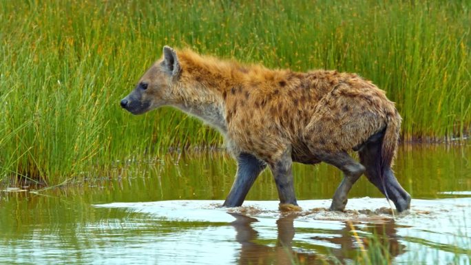 鬣狗在池塘里行走的慢镜头。野生动物在草丛中的浅水里。野生动物保护区。