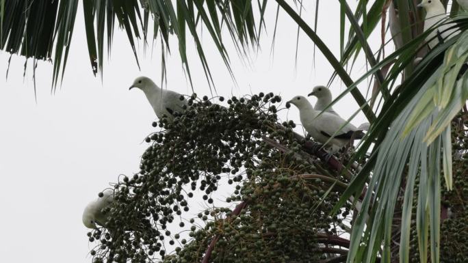 一群皇鸽，新加坡可爱小鸟鸽子