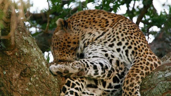 在塞伦盖蒂国家公园，一只雄伟的豹子在树上休息时舔自己的特写