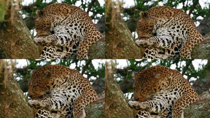 在塞伦盖蒂国家公园，一只雄伟的豹子在树上休息时舔自己的特写