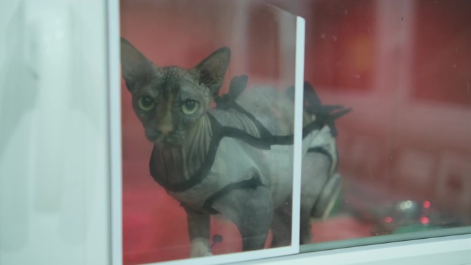 动物康复医院病房里的一只斯芬克斯猫