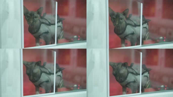 动物康复医院病房里的一只斯芬克斯猫