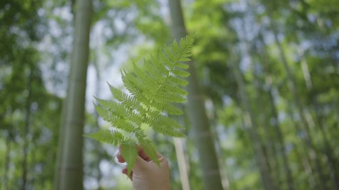 4K森林自然生态中国山区竹林山水风光绿色