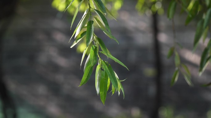 首尔清溪川的鸟类和清洁生态