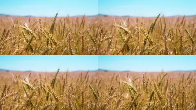 小麦，田间和室外农场，景观和种子在风中生长，粮食和农村的可持续性。农作物生产、农业生产、粮食种植、夏