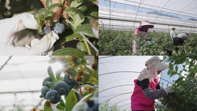 蓝莓种植采摘分选4k