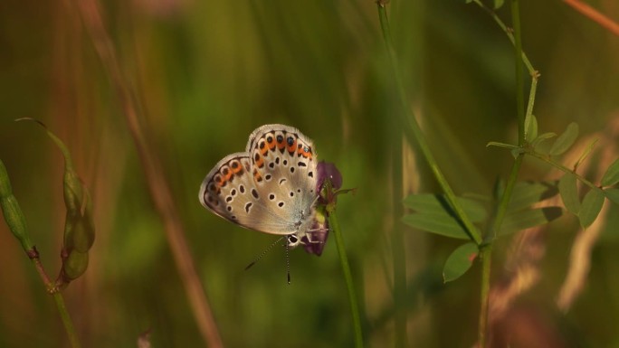 雷维丁的蓝色(Plebejus argyrognomon)在晨光中升温