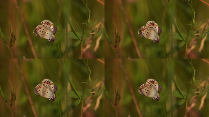 雷维丁的蓝色(Plebejus argyrognomon)在晨光中升温