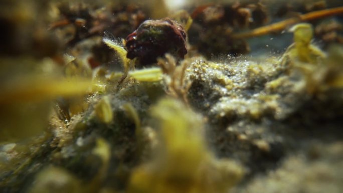 海底生物珊瑚寄居蟹水下微距视频4k