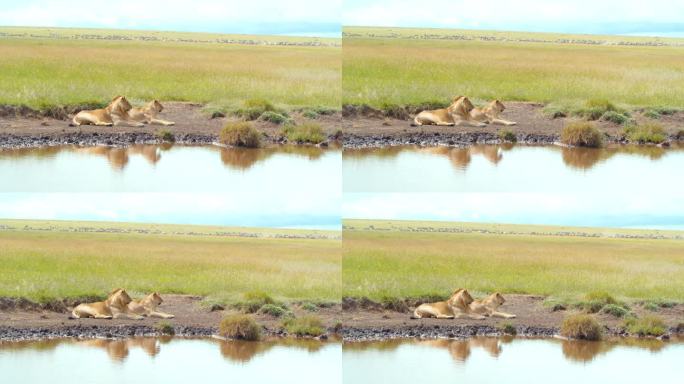 两只小狮子在塞伦盖蒂国家公园草地环绕的池塘边放松