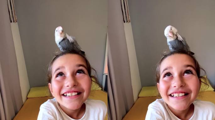 快乐的女孩和鸟长尾小鹦鹉在家里用智能手机录制视频自拍。动物宠物关系