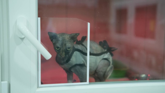 一只斯芬克斯猫在医院病房接受手术后的动物康复治疗。