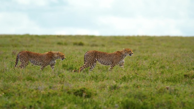 两只猎豹在坦桑尼亚的森林里偷猎