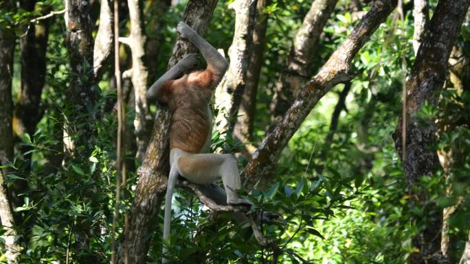 印度尼西亚，塔拉干，一只雄性长鼻猴坐在树上