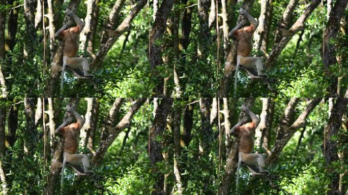 印度尼西亚，塔拉干，一只雄性长鼻猴坐在树上