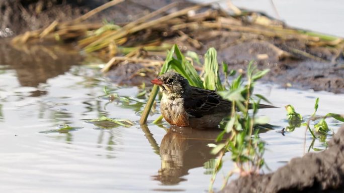 在洗澡的圃鹀猎鸟，Emberiza hortulana