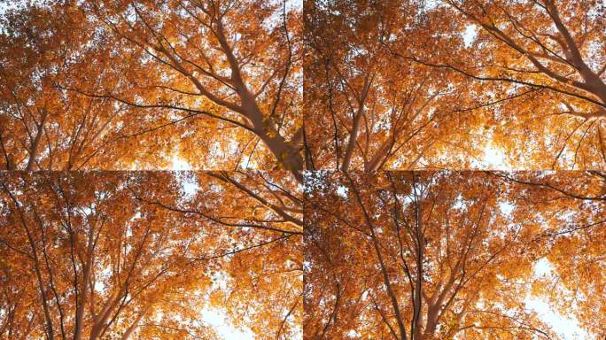 在秋天仰望梧桐树树木枝干黄色枫叶视频素材