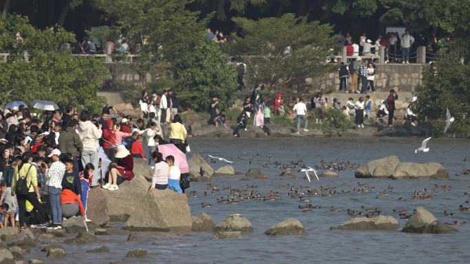 深圳湾冬天海面候鸟海鸥飞翔及游客观鸟视频