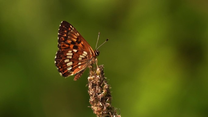 勃艮第公爵(Hamearis lucina)坐在一株植物的顶端