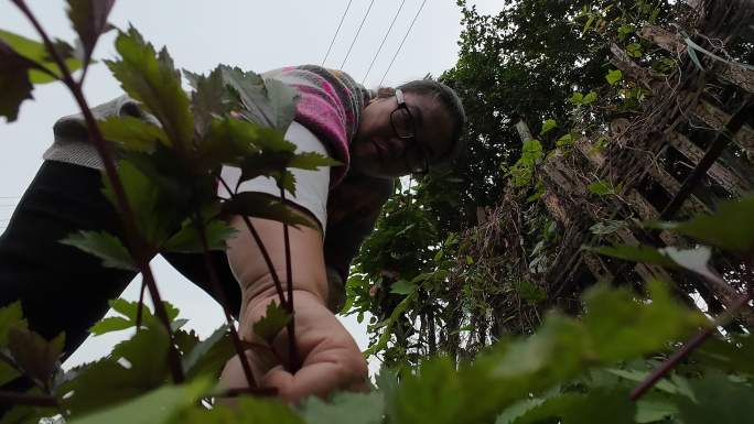 采摘红艾摘野菜