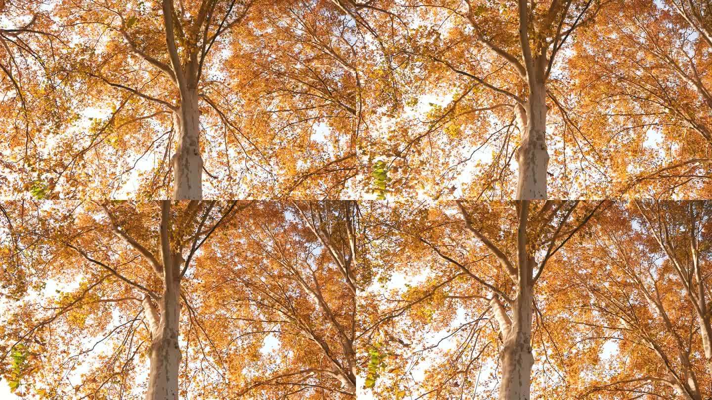 秋天的梧桐树秋日风景唯美树林金色秋天