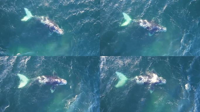 一只南露脊鲸的俯拍照片，上面有白色的斑纹