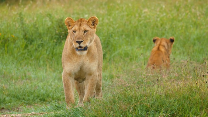 SLO MO母狮调查坦桑尼亚的草地景观