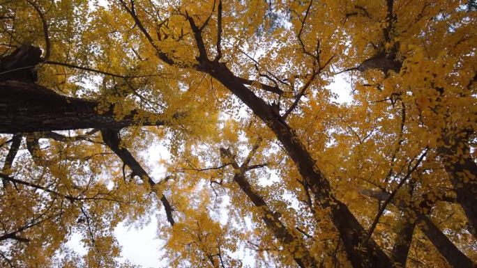 秋天看银杏树仰望百年老树果实
