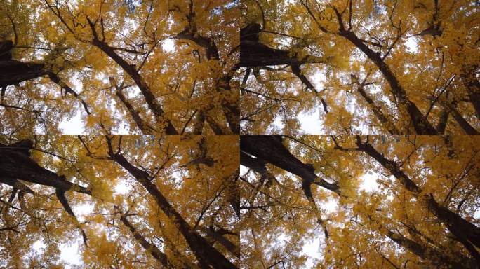 秋天看银杏树仰望百年老树果实