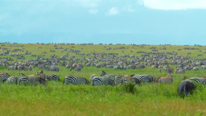 草地上斑马的慢镜头。一群游猎动物在野生动物保护区内。晴天的塞伦盖蒂国家公园。
