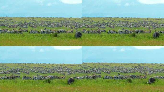 草地上斑马的慢镜头。一群游猎动物在野生动物保护区内。晴天的塞伦盖蒂国家公园。