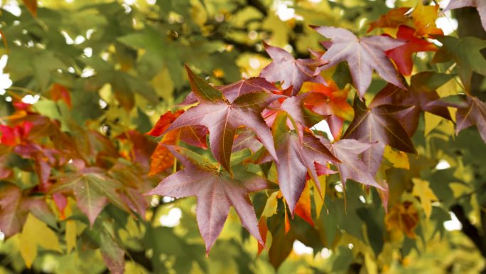 美洲枫香树树枝上秋天的红叶。风景优美的观点。近距离