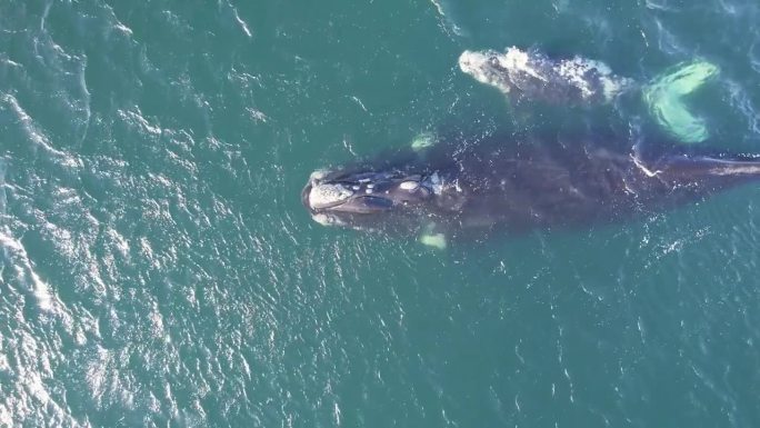 拉离镜头显示露脊鲸母亲和幼鲸在大西洋游泳