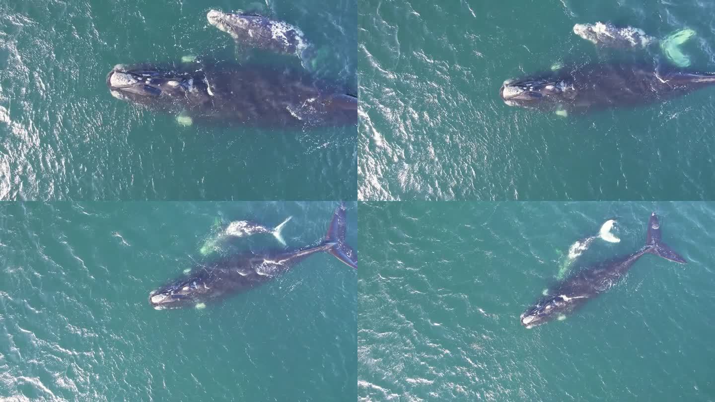 拉离镜头显示露脊鲸母亲和幼鲸在大西洋游泳