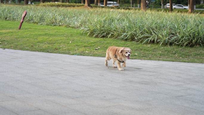 8K实拍广州珠江边小路旁阳光下散步的小狗